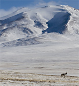 The rare Chiru, or Tibetan antelope