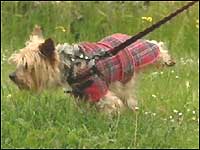 Yorkshire Terrier cocking his leg