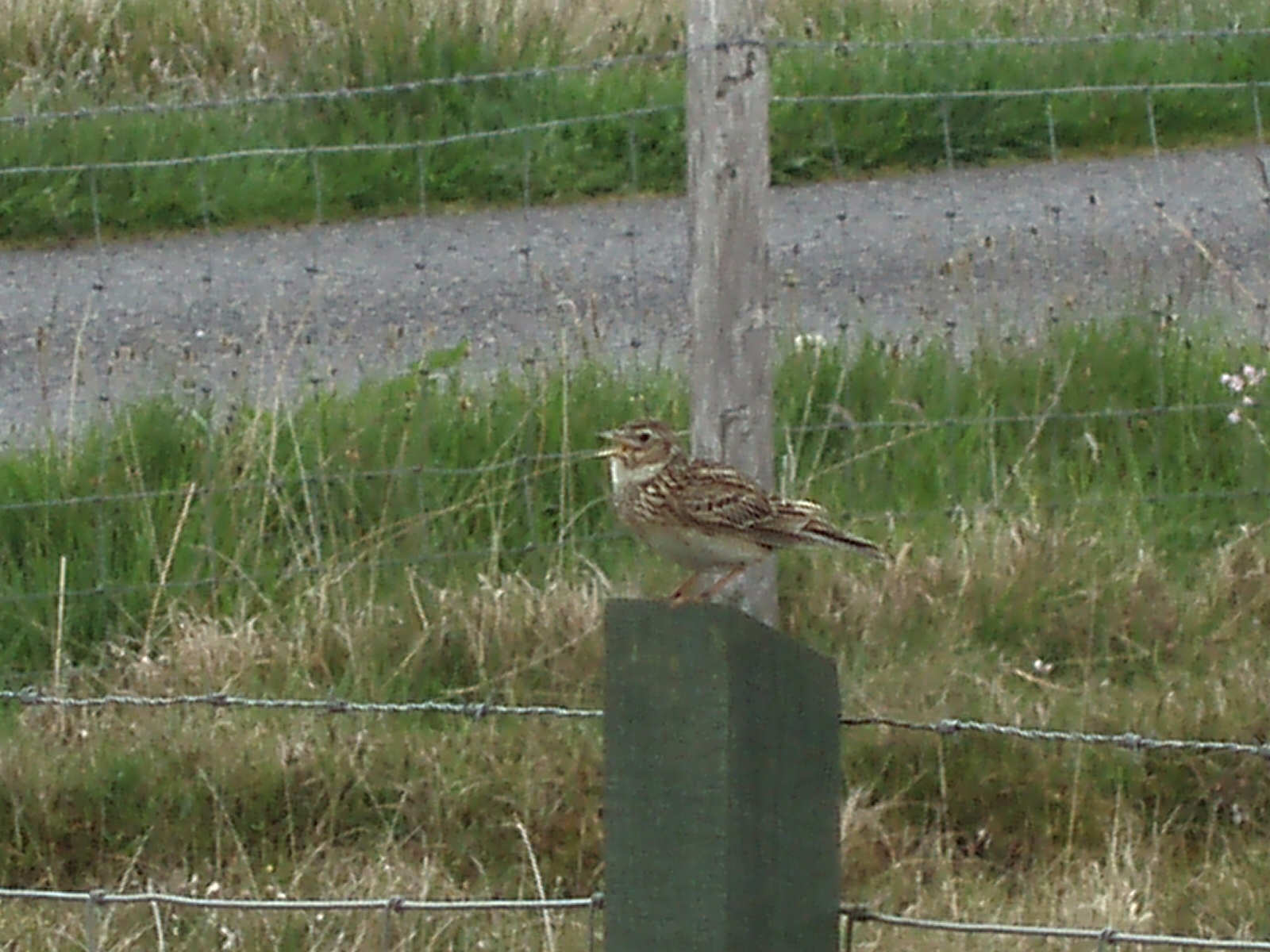 Skylark