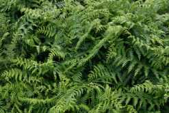 Bracken - the most successful and adaptable fern in the UK.