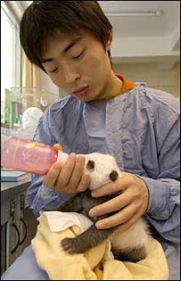 Filhote é estudado com ajuda da nova tecnologia em Wolong