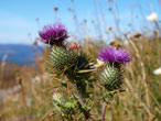 Thistle, near Aviemore (courtesy of Calum Ross)
