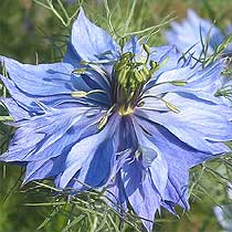 Love-in-a-mist