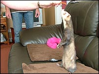 Jasper - lives in the family home