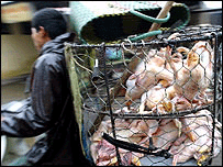 مرغیاں براۓ فروخت