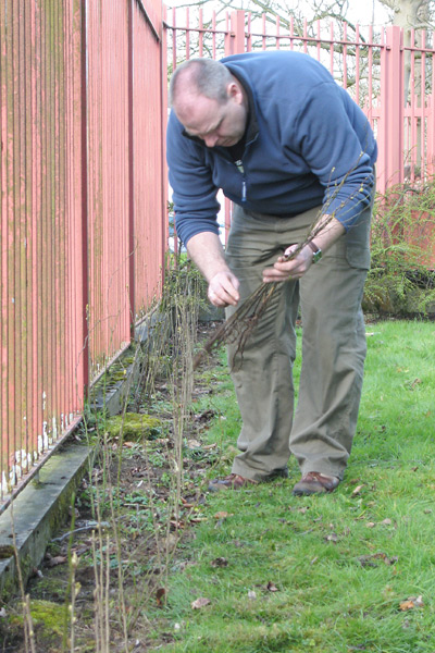 Planting the hedgerow.