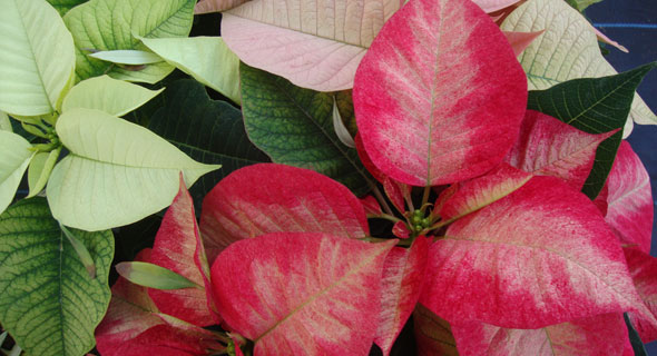 Poinsettias
