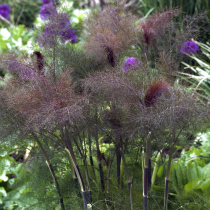Bronze fennel