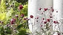The Fenchurch Garden
