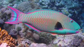 parrotfish.jpg