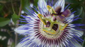 Passion Flower...