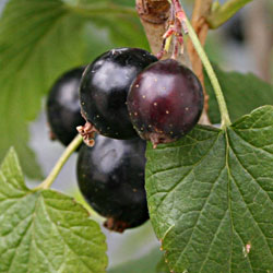 blackcurrant