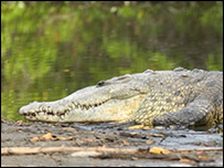 Krokodýl americký