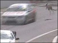 Canguru em pista de corrida na Austrália