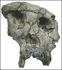 جمجمه تومای - عکس از مجله نيچر