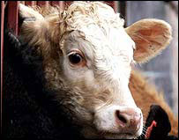 Doença afeta bovinos, suínos e ovinos