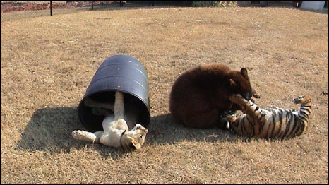 Baloo, Shere Khan e Leo. Foto: noahs-ark.org - Locust, GA