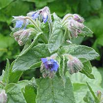 Borage