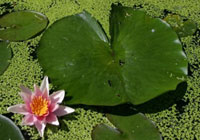 Pic: Water Lillies