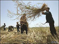 More foreign rice to be allowed into South Korea