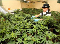 警察查抄室内大麻种植地点