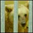Ursa no zoológico de Haifa