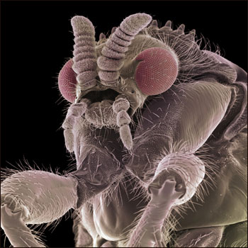Imagem microscópica de mosca não identificada (Foto: Steve Gschmeissner / Science Photo Library)