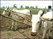 खेतीबाड़ी