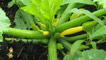 Courgettes