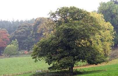 An english oak tree