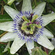 Passion flower
