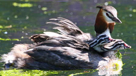 great_crested_grebe.jpg