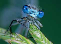 Damsel fly © Alamy Images
