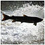 Salmon c/o PA Images