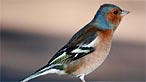 Chaffinch. Photo: Gavin Lewis