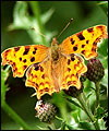 Comma butterfly by Peter Lombard