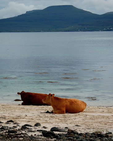 Adam and Michelle of Glasgow sent this photo of cows doing a bit of 'sun' bathing at the Coral Beach, Skye.