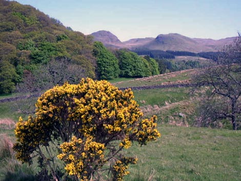 Dumgoyne