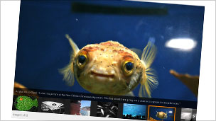 Your pictures of fish