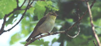 an image of a Wood Warbler, copyright Derek Belsey/BTO.