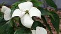 Cornus kousa
