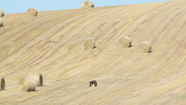 Wheat field with bird of prey (courtesy of Colin Clarke)