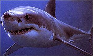 Kolem Dicksona kroužili žraloci 