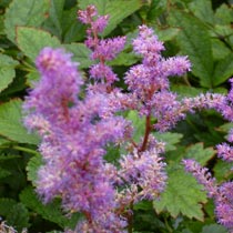 Astilbe x arendsii 'Amethyst'