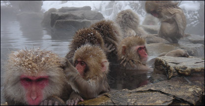Macacos no parque Jigokudani. Divulgação/Prefeitura de Yamanouchi