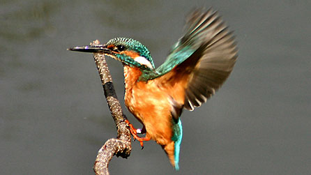 Kingfisher at Forest Farm. Image: Kelvin Dean