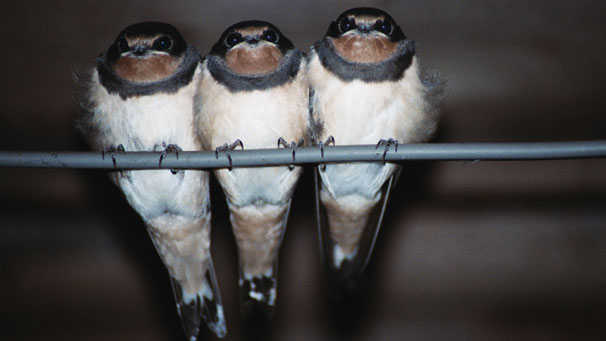 Finally, Jim Braid sent us this fantastic photo of young swallows in his garage at Kintore.