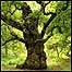 Sherwood Forest (c/o Major Oak)