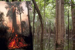 Burning peat forest in Borneo, and Igapó in Brazil