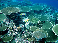 مرجان های زنده